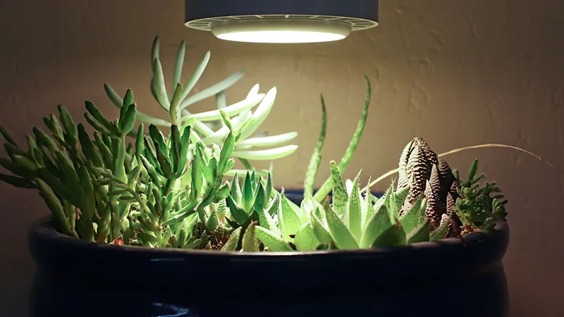 plant light